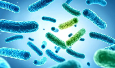 Probiotici: cosa sono, quando prenderli e come sceglierli davvero - Balance Nutrition